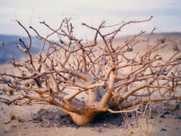 Jason Lowe